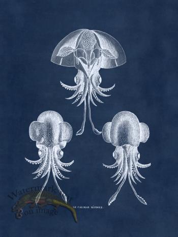 Octopus Blue 44